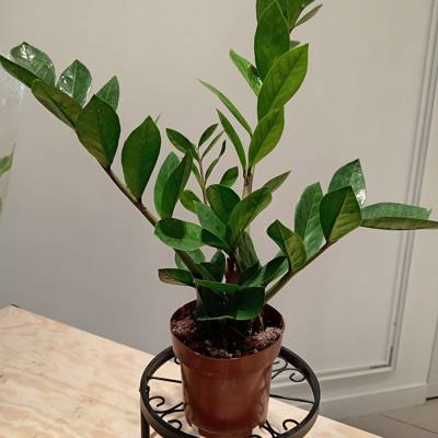 ZZ Plant