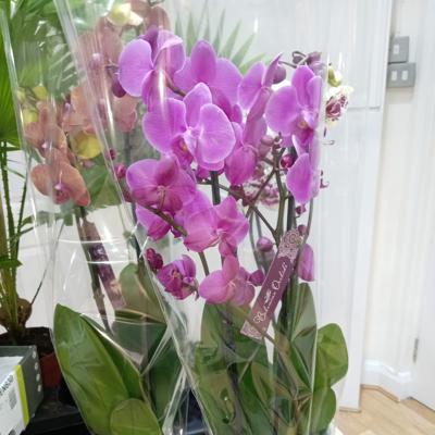 Orchid plant