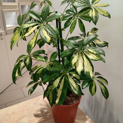Schefflera plant