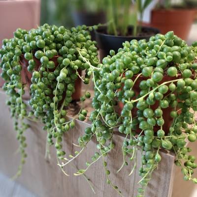 String of Pearls plant