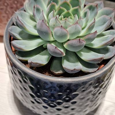 Succulent plant
