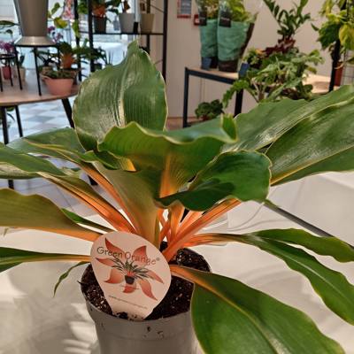 Green Orange plant