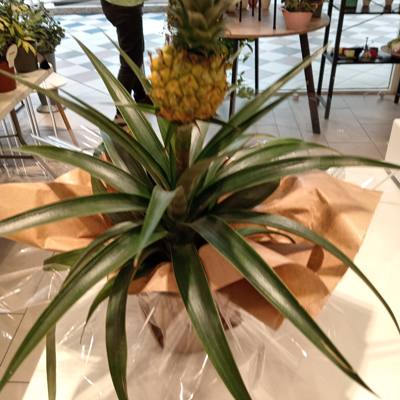 Pineapple plant